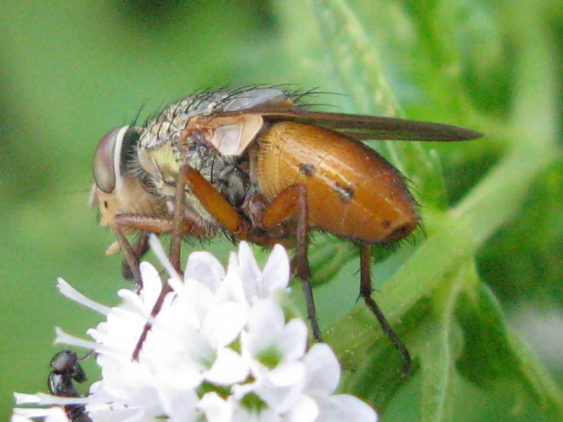 Rhyncomya sp  (Calliphoridae)